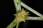 Asian spikesedge